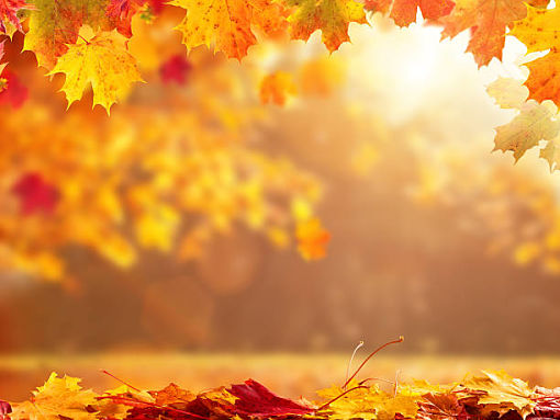 Beautiful seasonal abstract autumn background with copyspace and falling leaves