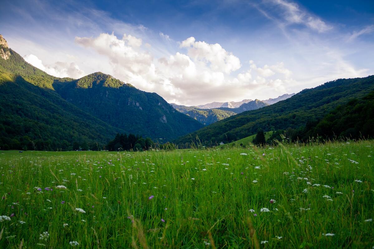 citazioni sulla natura e sulla vita